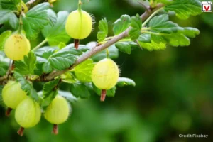 Amla Benefits