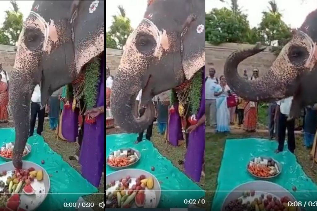 Elephant Birthday Video: शाही अंदाज में मनाया गया हाथी का बर्थडे, सजाया गया राजा की तरह और केक की जगह…