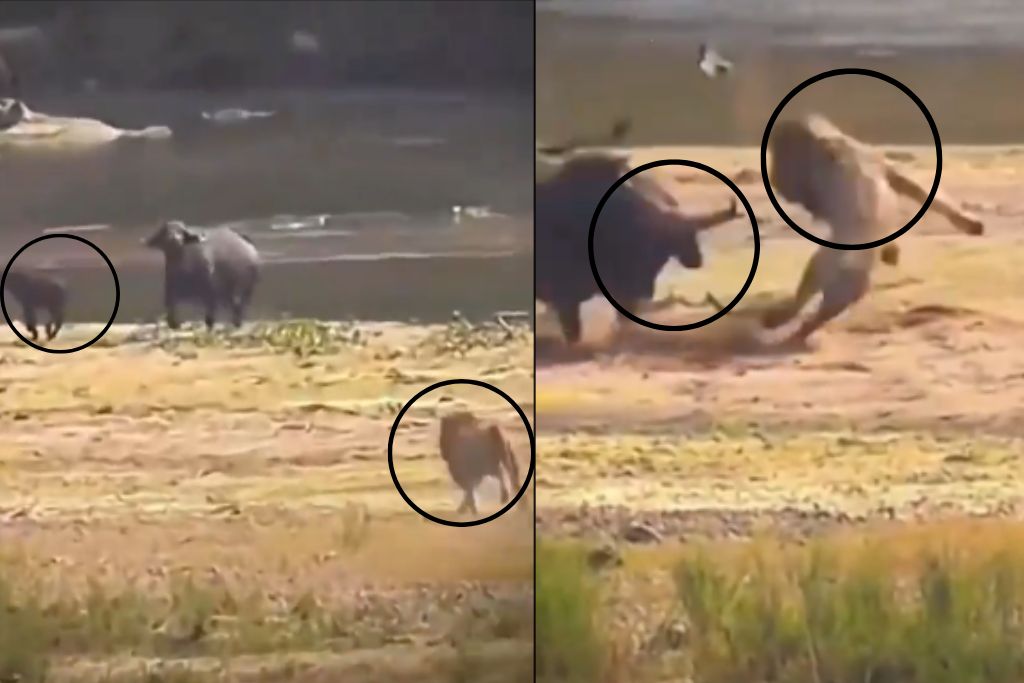 Buffalo attacks Lion viral video