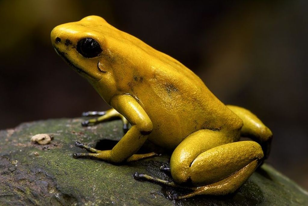 most venomous frog that can kill humans