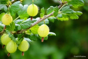 amla
