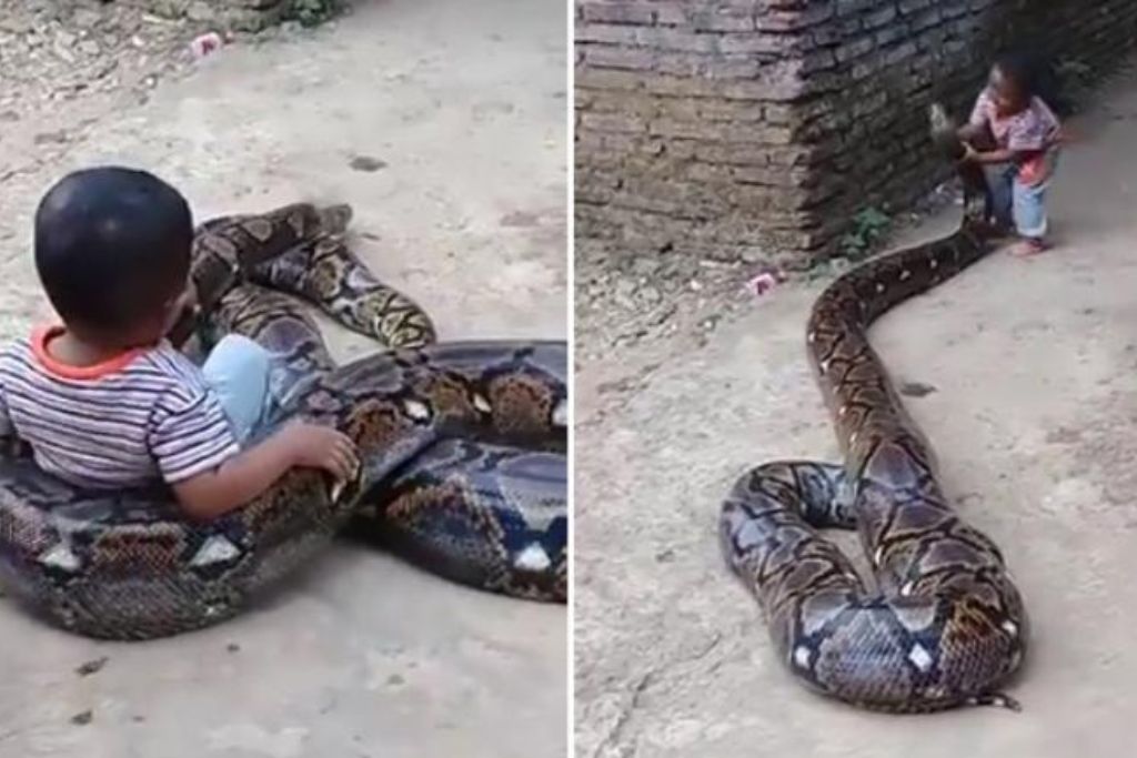 Viral Video of kid playing with huge python