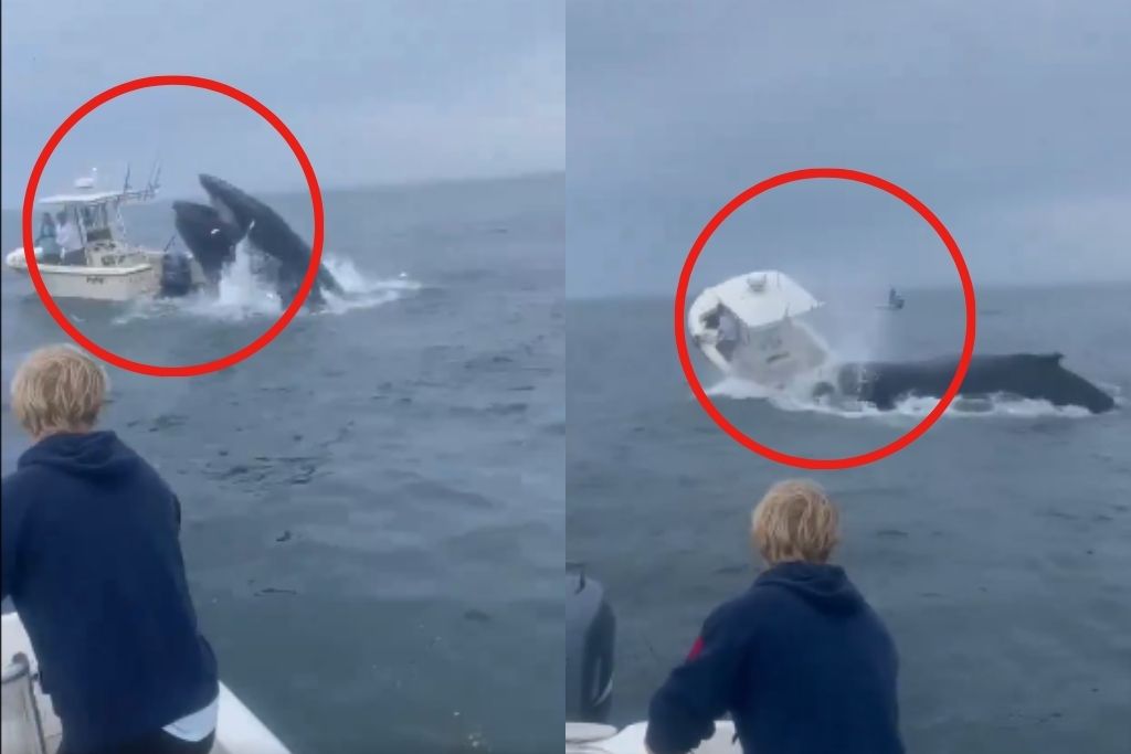 Whale Attack on boat in Hampshire