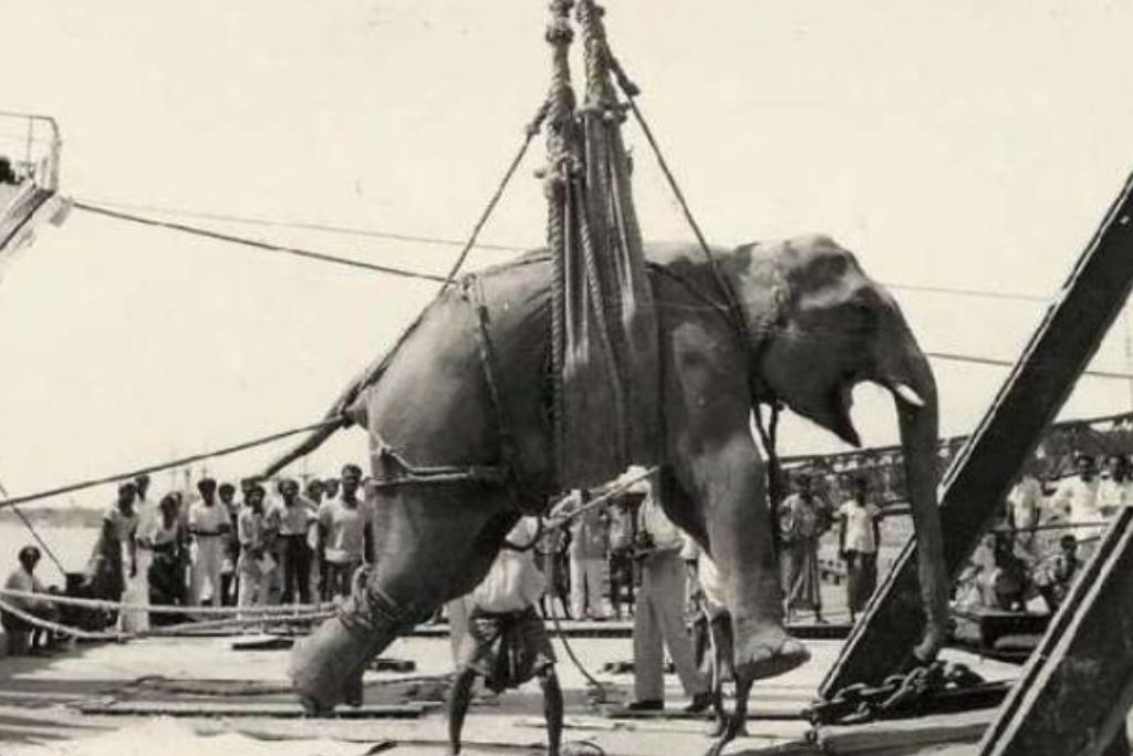 Elephant Hang