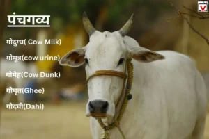 Panchgavya