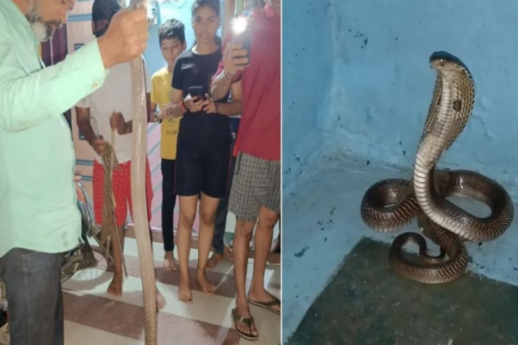 Cobra Snake Bite: छोटी सी लापरवाही और खेल खत्म, डस लिया किंग कोबरा ने, मौत का लाइव वीडियो हुआ वायरल