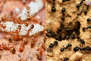 Ants