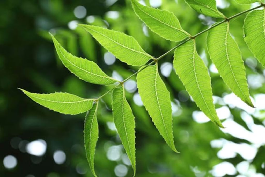 neem-benefits-for-health