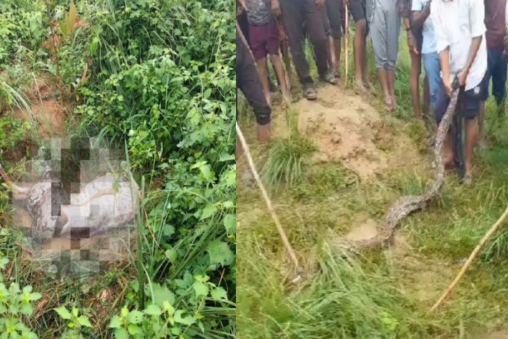 Python swallows cow: गाय को जिंदा निगल गया 16 फीट लंबा अजगर, सामने आया खौफनाक वीडियो