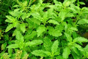 Tulsi