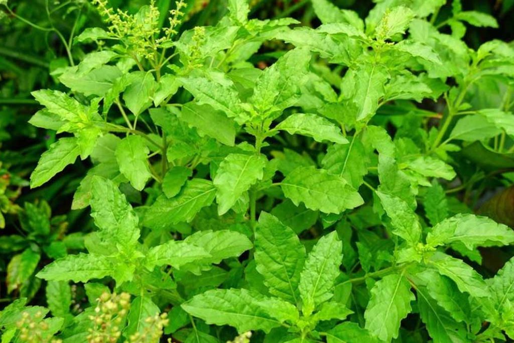 Tulsi