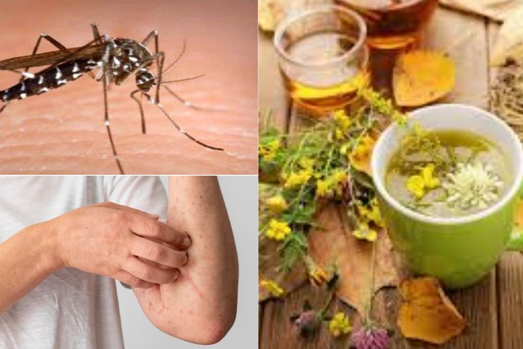 dengue-home remedies