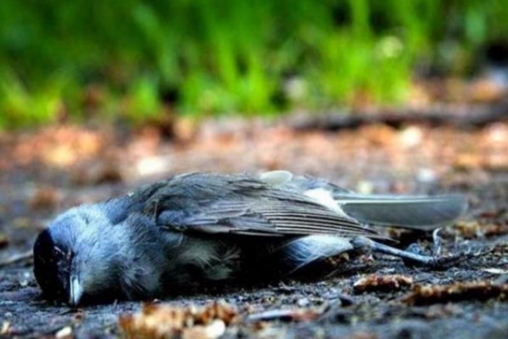 Birds Suicide Point: भारत का ऐसा रहस्यमयी गांव, जहां पक्षी आकर कर लेते हैं सुसाइड