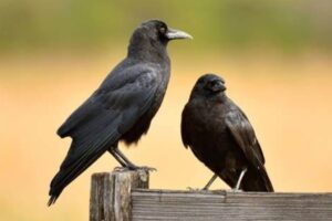 Crows