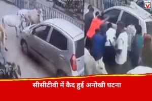 Cow Viral Video