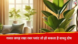 Rubber Plant