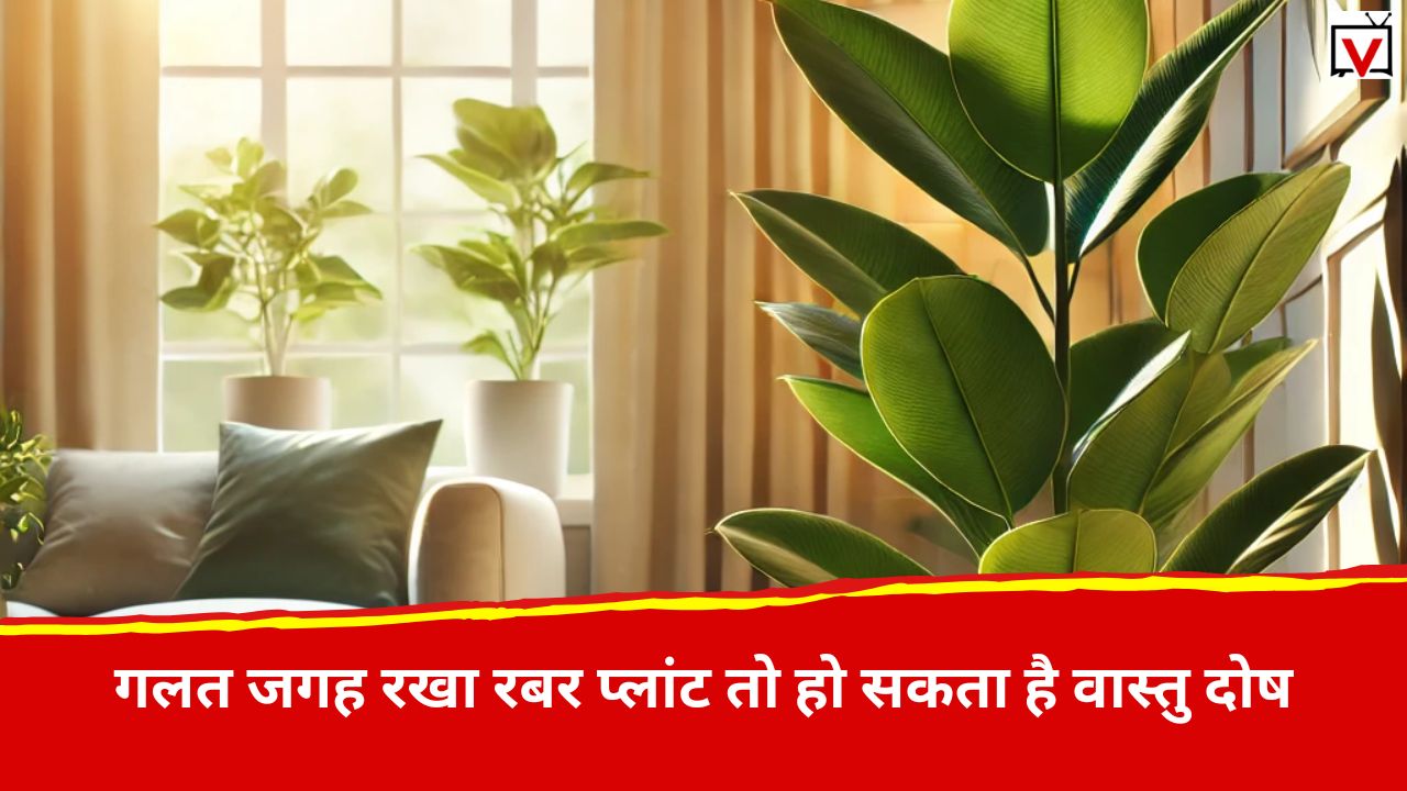 Rubber Plant: भूलकर भी बेडरूम में ना रखें ये पौधा, हो सकती हैं ये समस्याएं