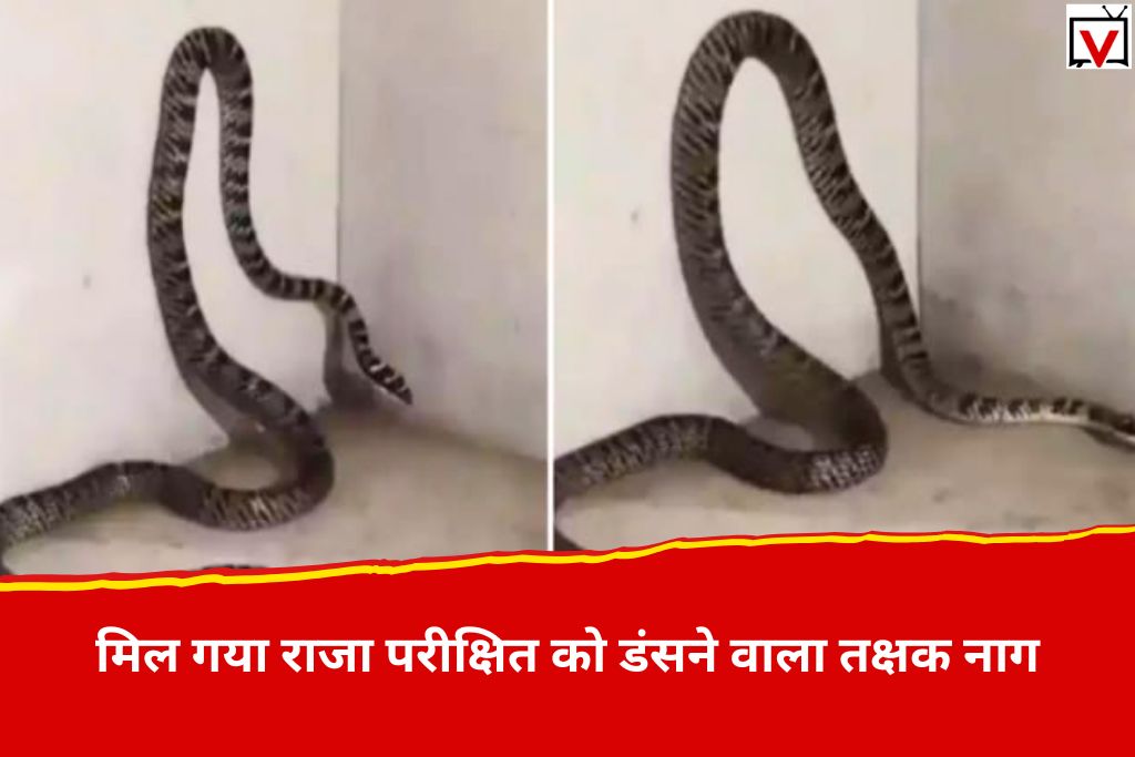 Takshak Snake: यहां मिला उड़ने वाला दुर्लभ ‘तक्षक नाग’, देखते ही लोगों में मच गया हडकंप, वायरल हुआ वीडियो